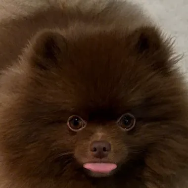 Richie, a chocolate Pomeranian — the blog's editor-in-chief